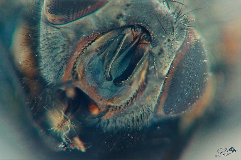 Муха, цветное фото, супер, макро, ужасы, насекомые, ЦЦ, журчалка, Fly , color photo , super macro , horror , insects, CC , hoverfly Мух фото превью