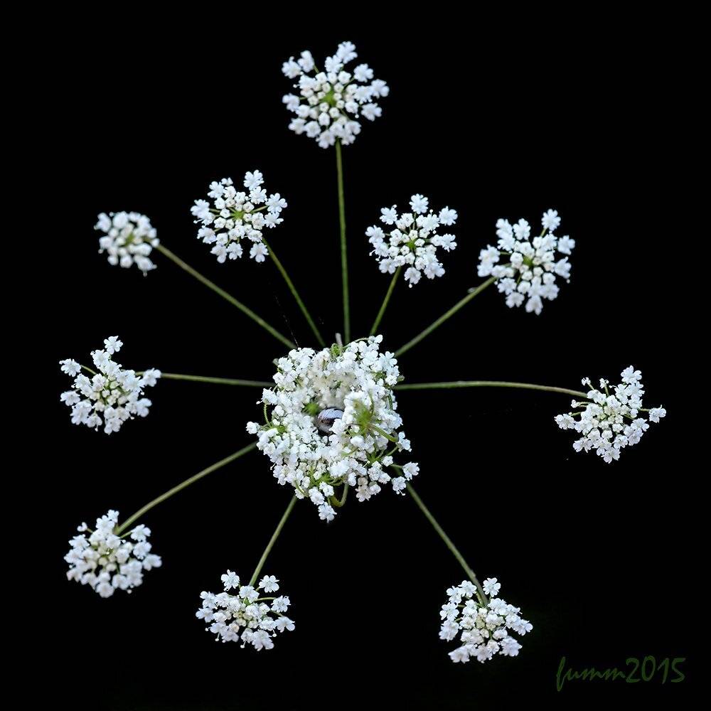 , Игорь ФУММ