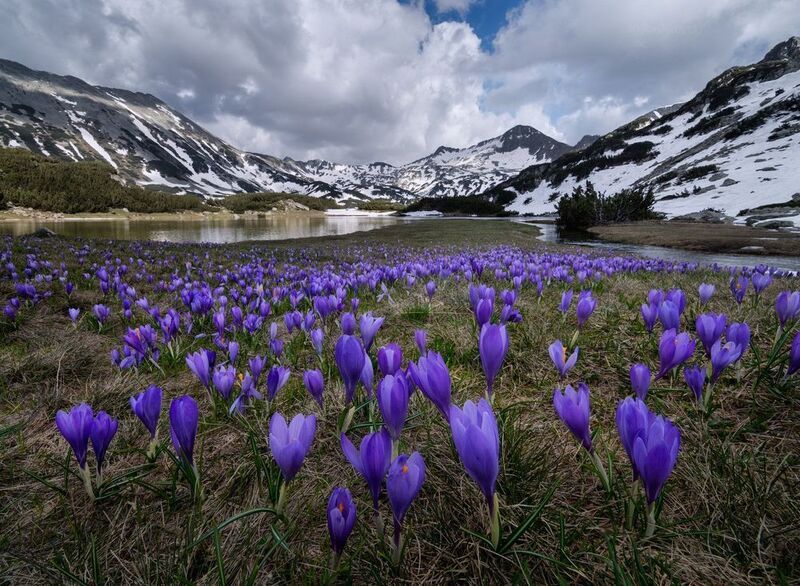 Spring crocuses