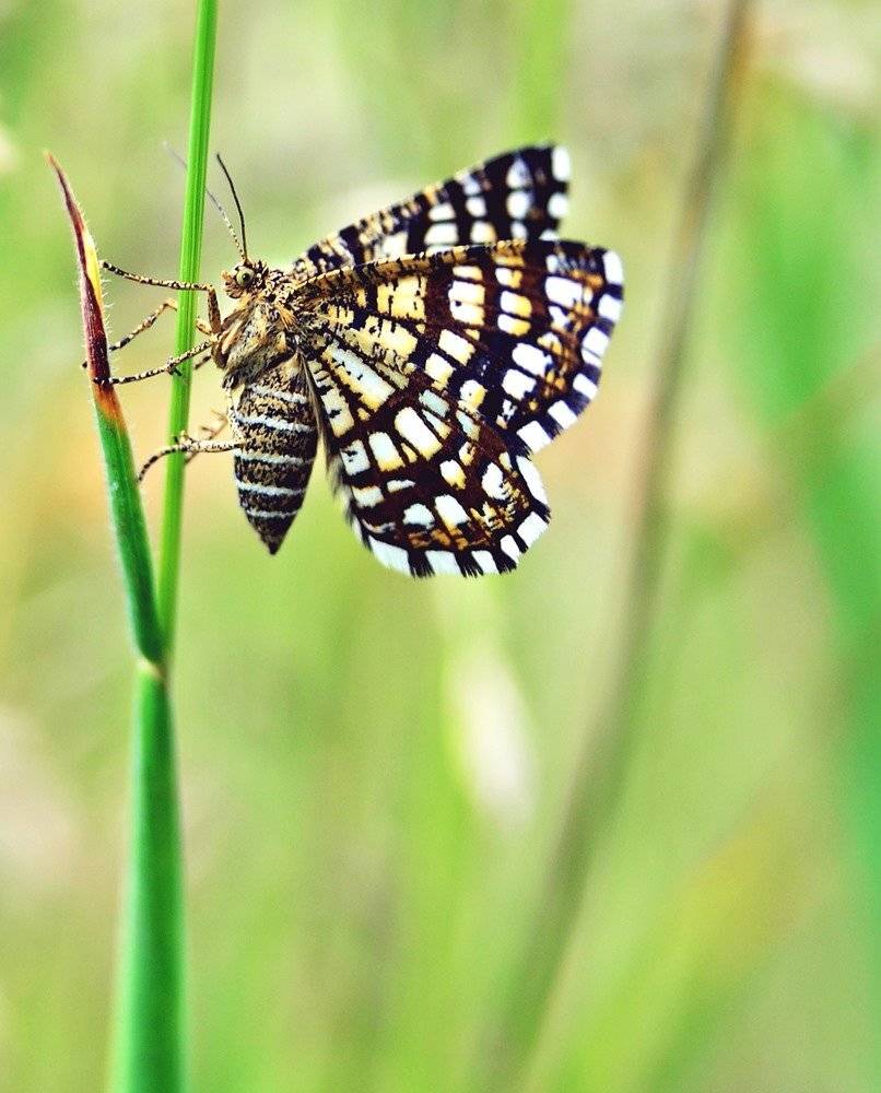 , Krzysztof Trojanowski