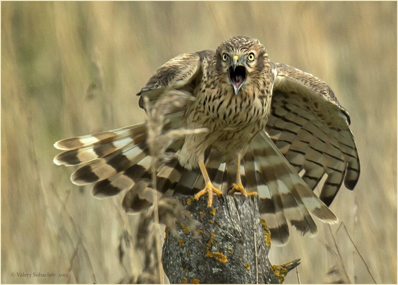 , Валерий Субачев
