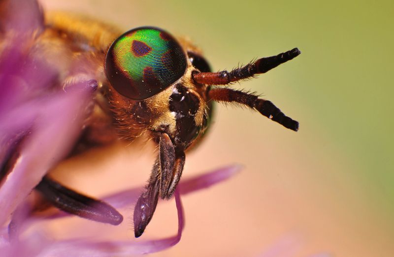 макро, природа, слепень, портрет Чудище фото превью