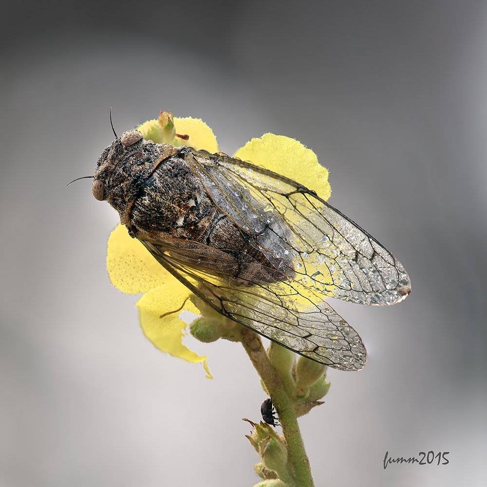 , Игорь ФУММ