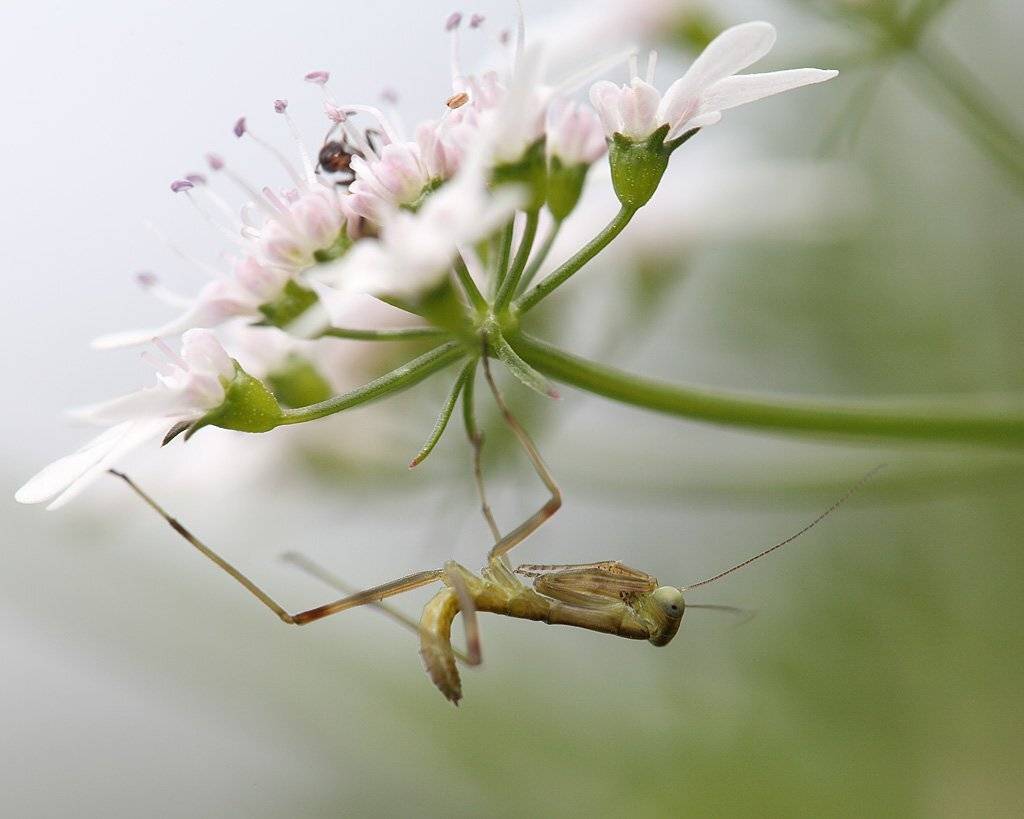 , Сергей Таланов