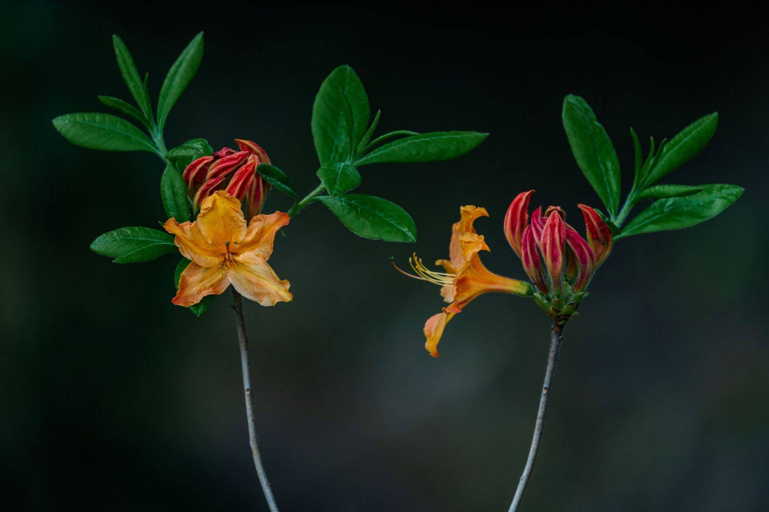 , Курлянцев Алексей