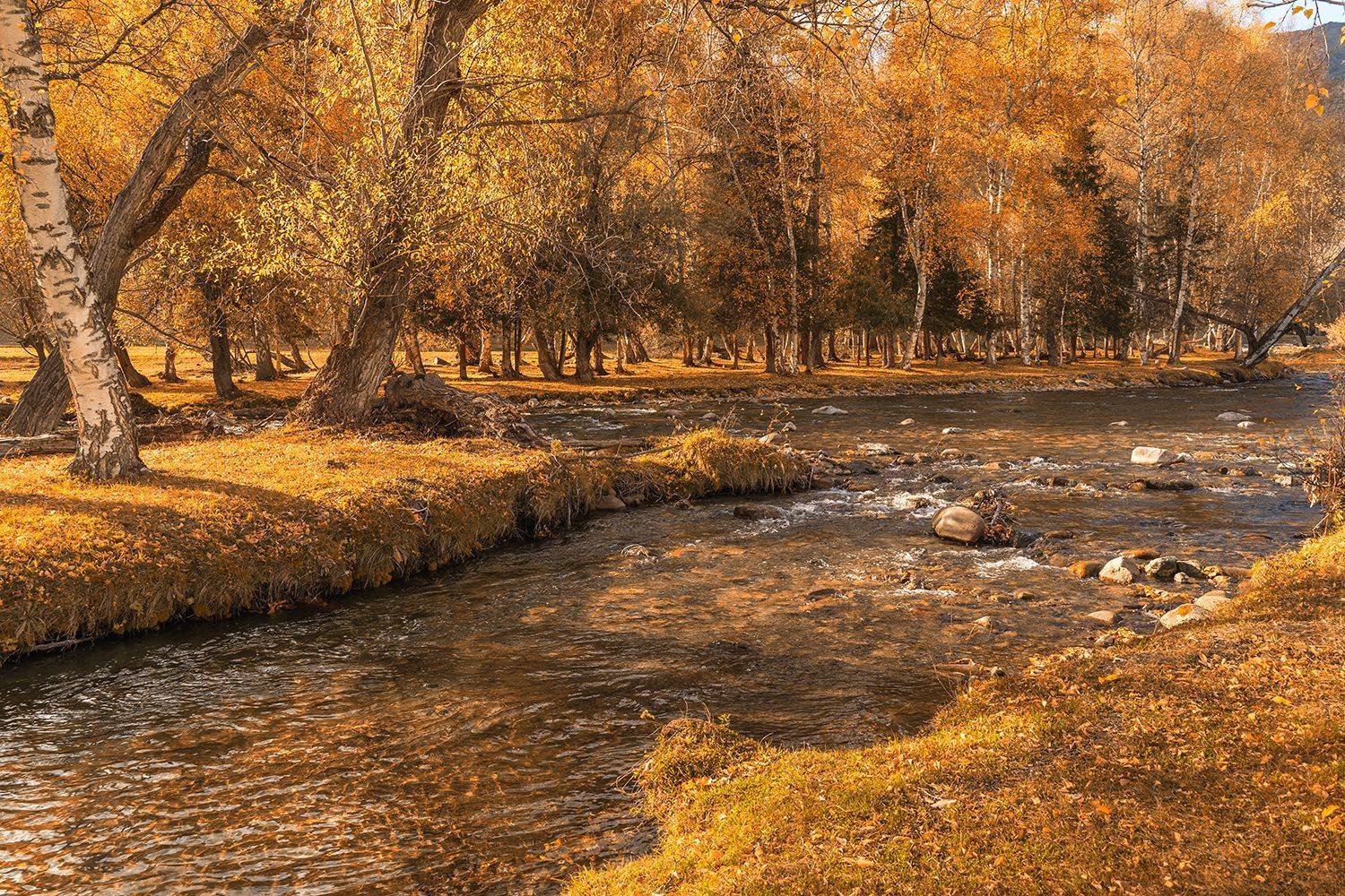 Россия, Алтай, пейзаж, природа,речка, лес, осень, Лариса Дука
