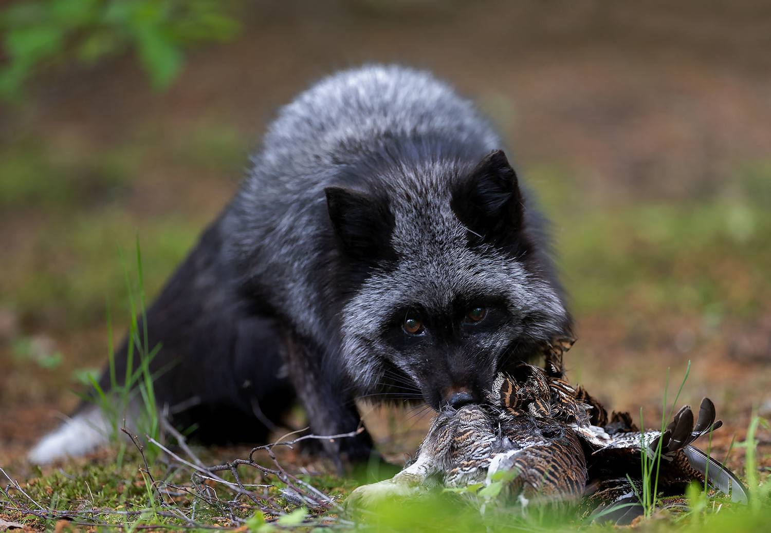 лиса, чернобурая, охотница, весна, природа,fox,beautiful, spring, nature, Стукалова Юлия