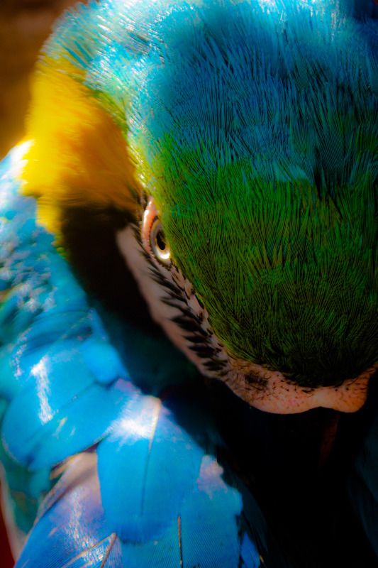 Guacamaya фото превью