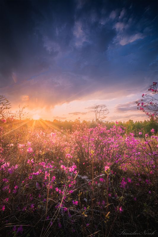 рододендрон, рододендрон даурский, чита, забайкальский край, багульник, забайкалье Рододендрон (багульник) даурский в Забайкалье фото превью