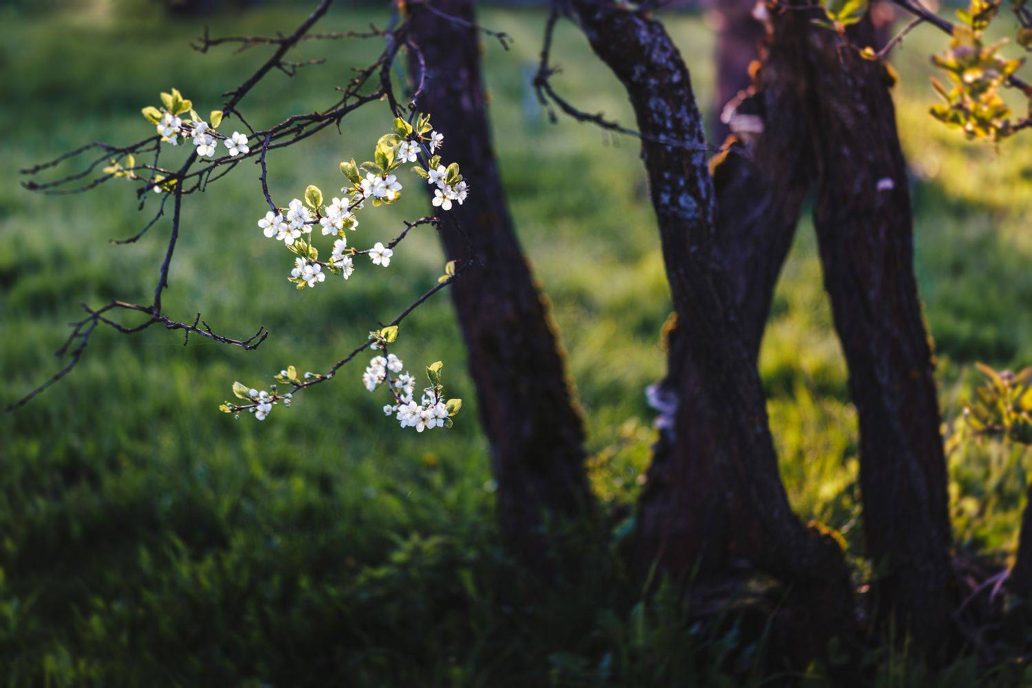 весна, май, смоленская обл., Зеленько Дмитрий