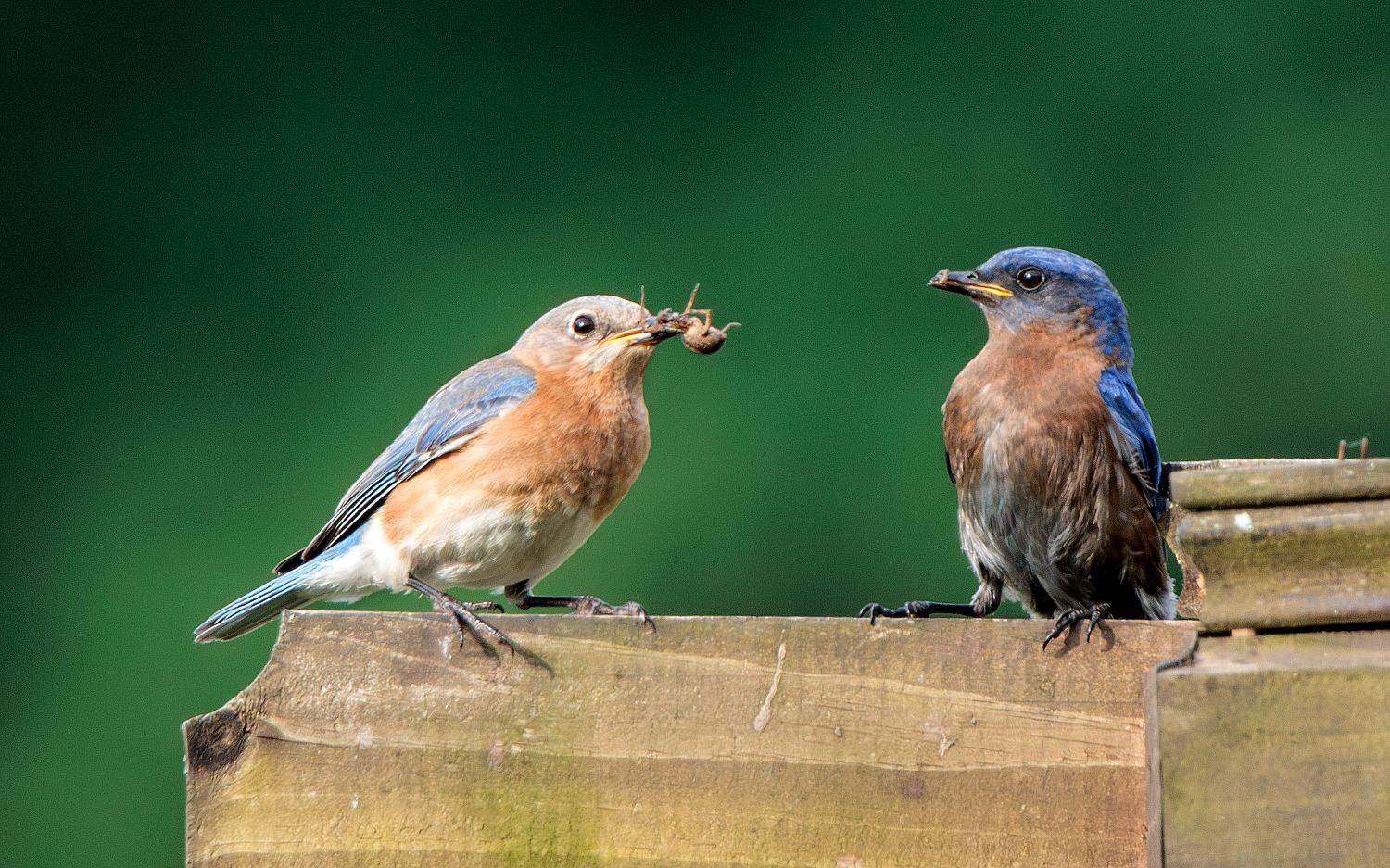 , Леонид Дьяченко