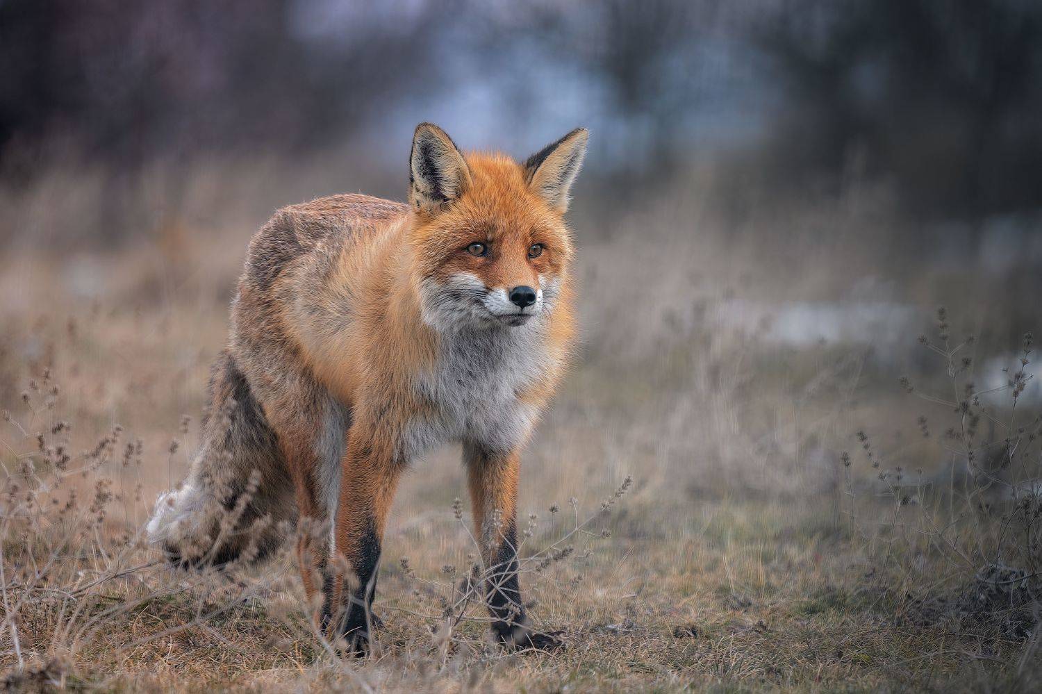 , Lyubomir Momchilov