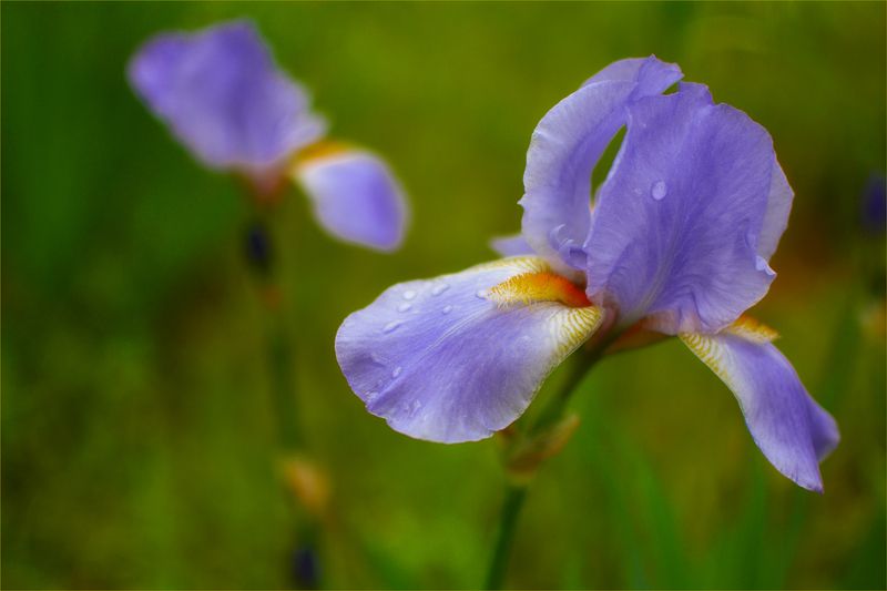 Iris.. фото превью
