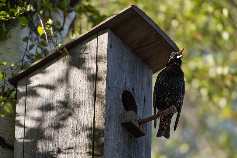 скворец скворечник птица береза дерево Скворец в мае фото превью