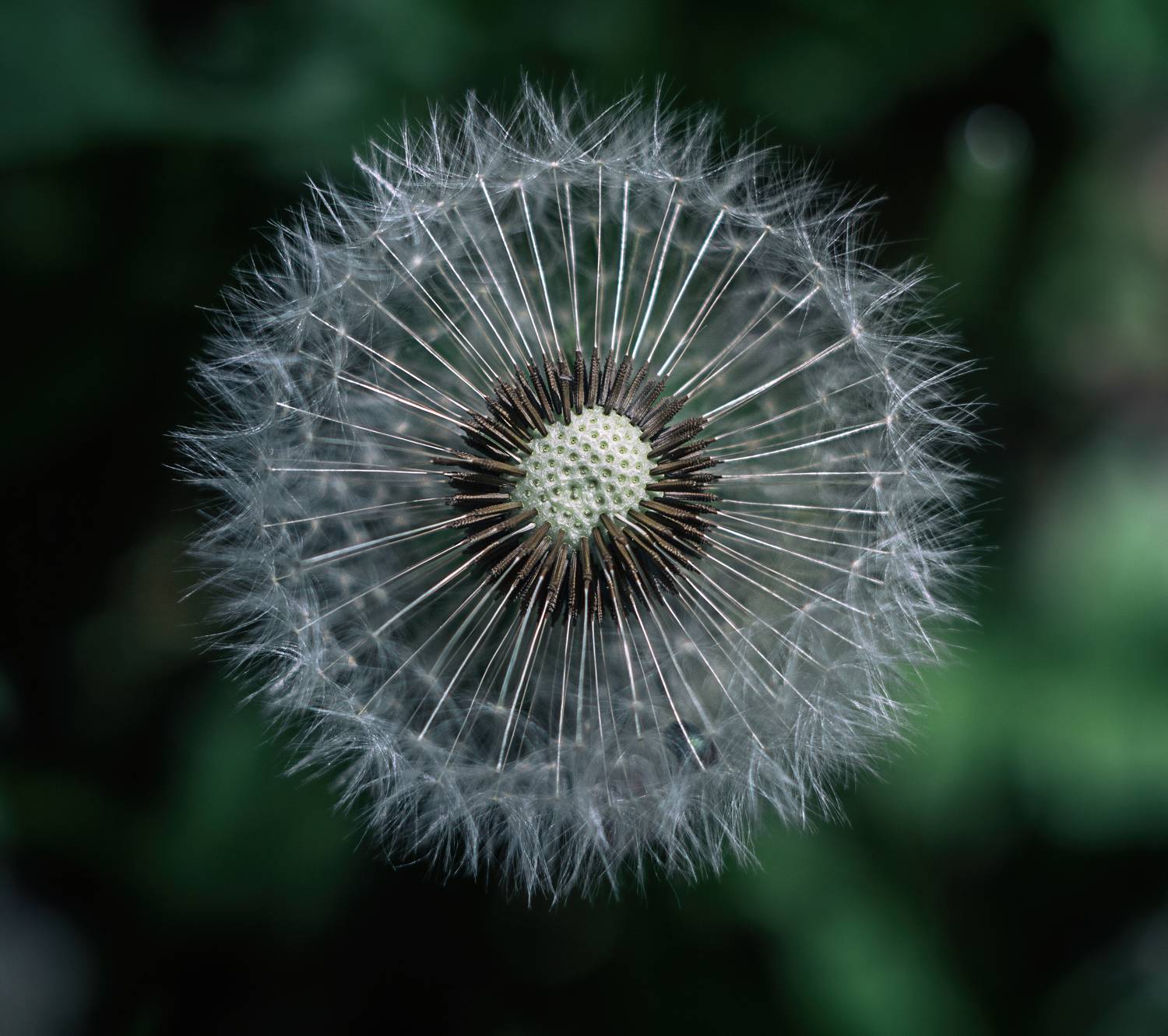 макро, одуванчики, природа, macro, dandelion, nature, Мария Обидина