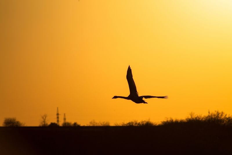 На зустріч сонцю фото превью