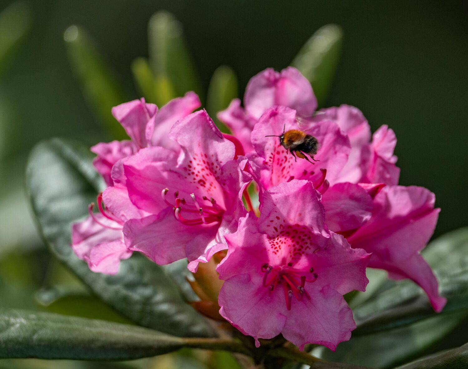 , Курлянцев Алексей