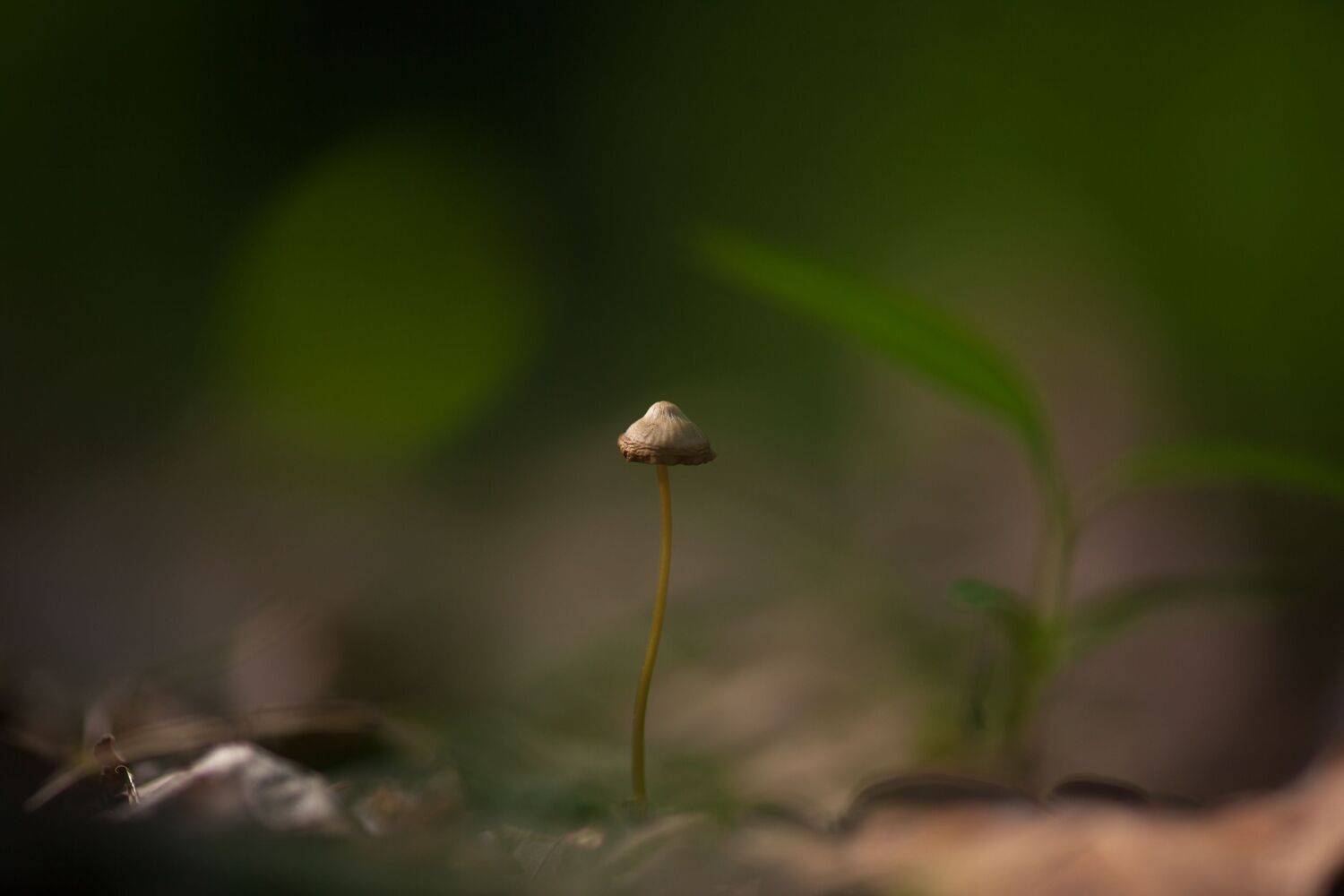 , Викулов Николай