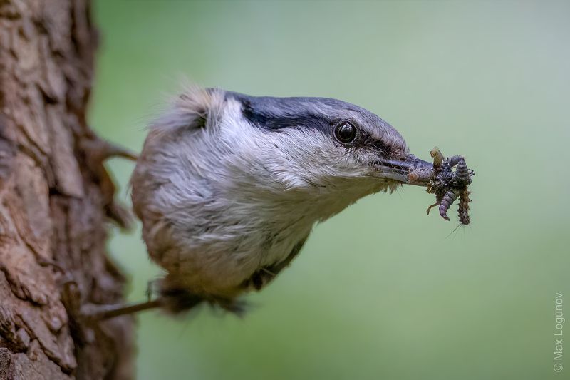 Самка поползня (Sitta europaea) с полным клювом вкусняшек для своего потомства. фото превью