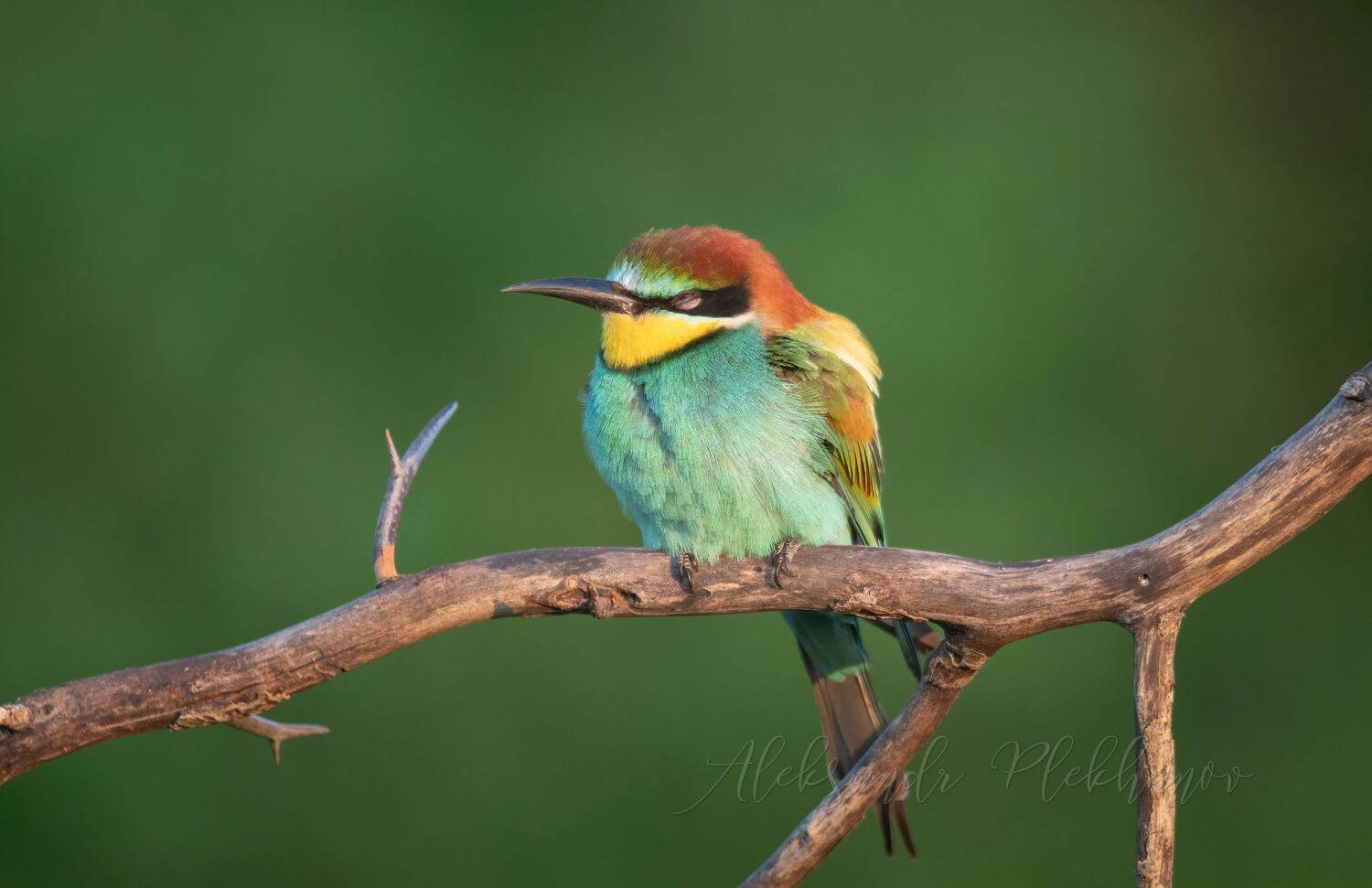 щурка, золотистая, Плеханов Александр