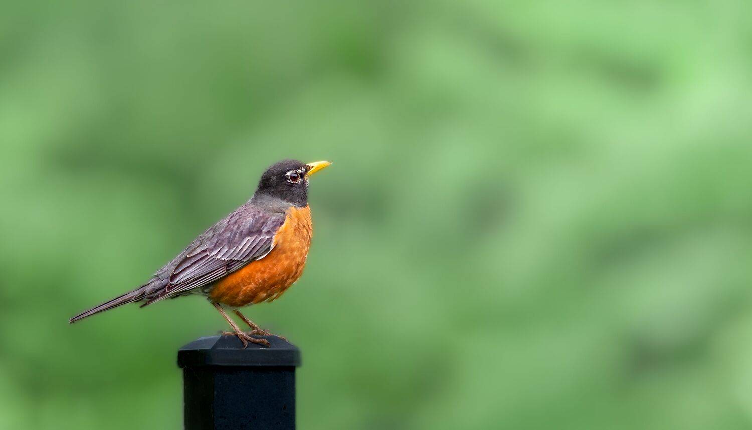 bird, songbird, mockingbird, songbirds, mockingbirds, nature, animals, wild, robin, american robin, Atul Saluja