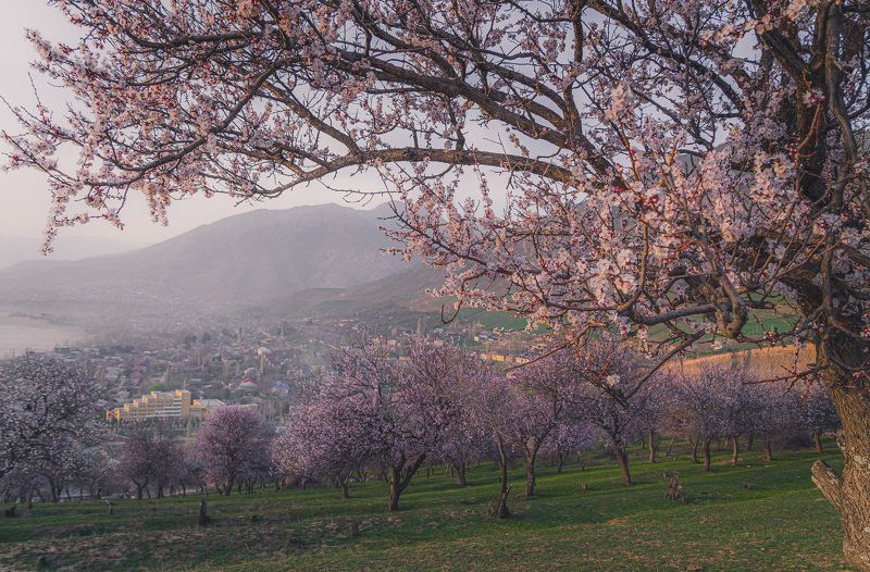 узбекистан, uzbekistan, урюк, цветение, чарвак Урюк цветет фото превью