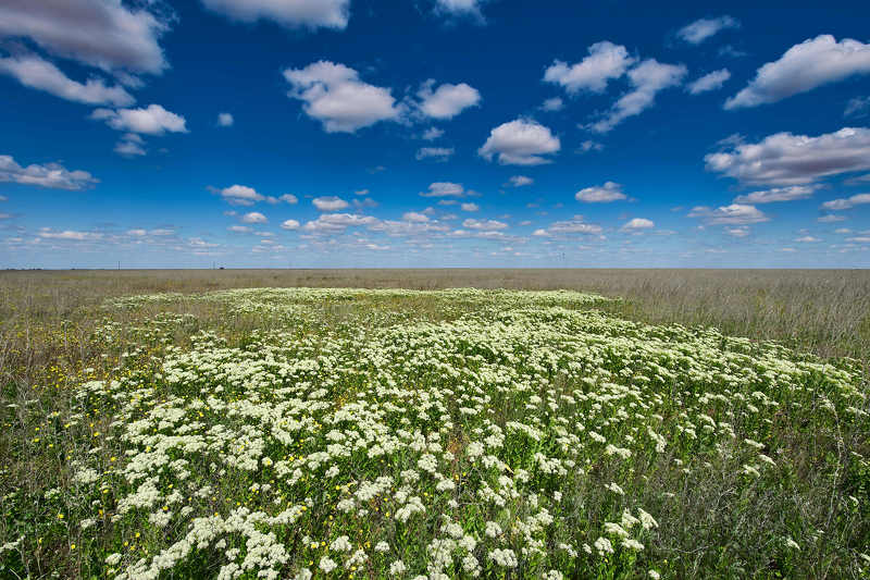 Flower field фото превью