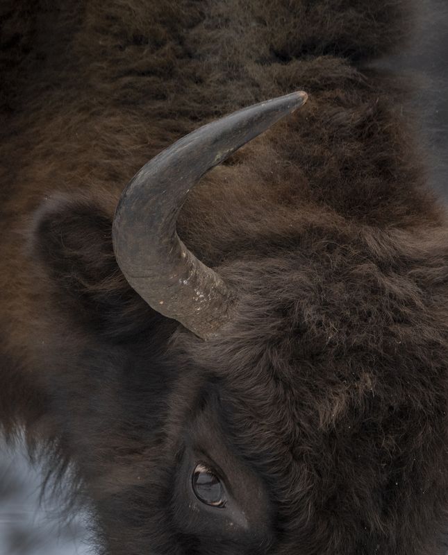 зубр Взгляд фото превью