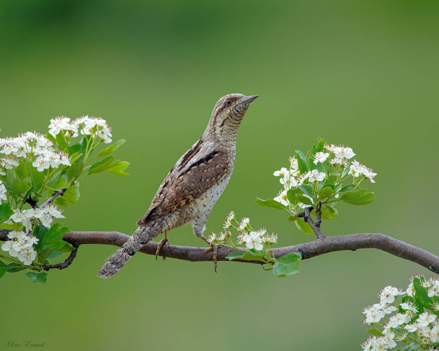 птицы вертишейка, Олег Есиков