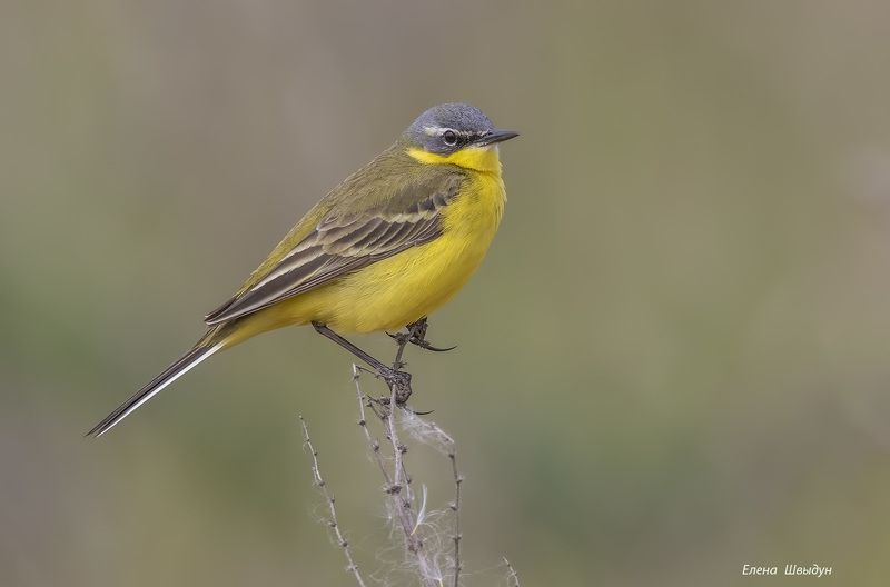 bird of prey, animal, birds, bird,  animal wildlife, nature, птицы, птица, western yellow wagtail, жёлтая трясогузка Жёлтые трясогузки, самец и самка фото превью