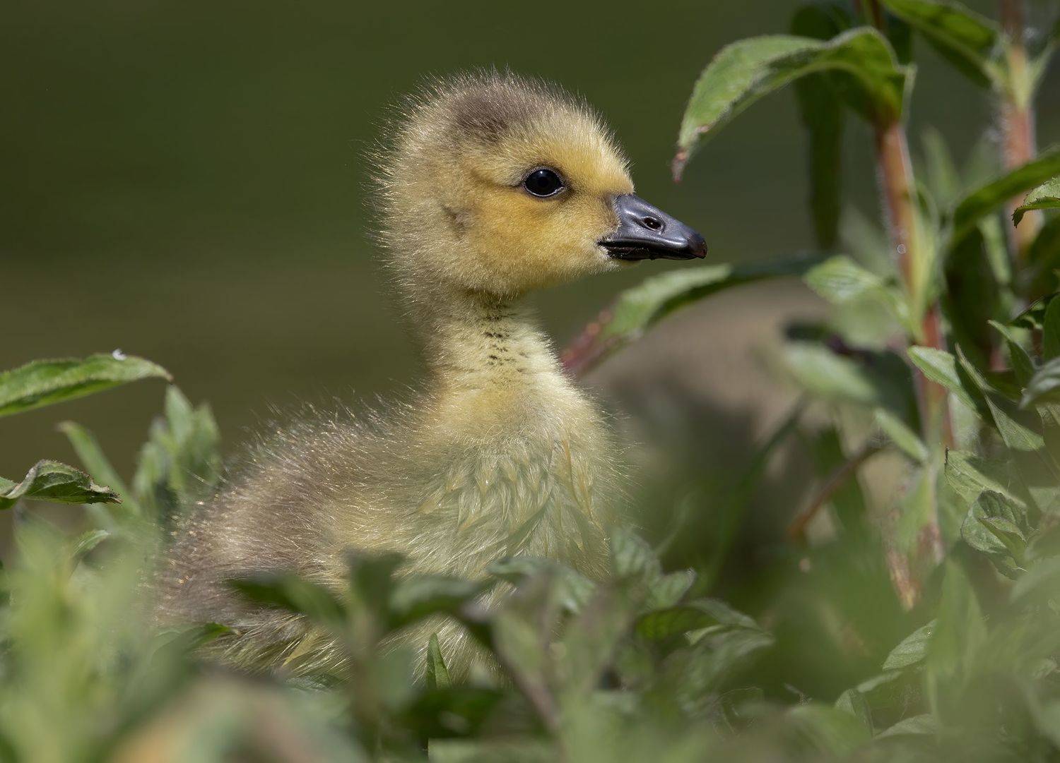 canada goose, birds, nature, wildlife, canon, MARIA KULA