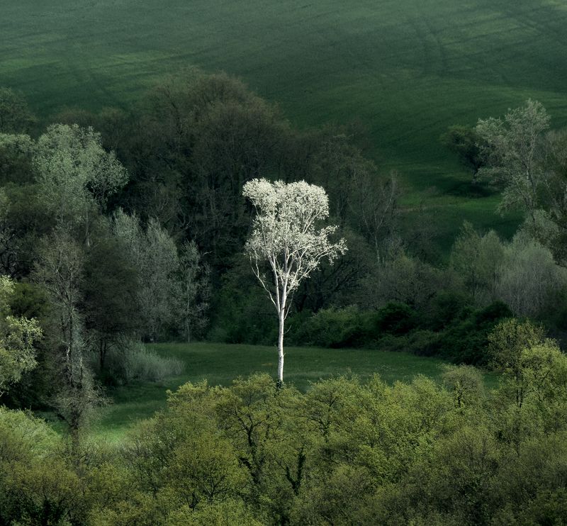 soio фото превью