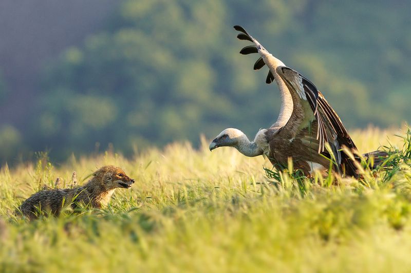 canis, aureus, vs., gyps, fulvus Canis aureus vs. Gyps fulvus фото превью