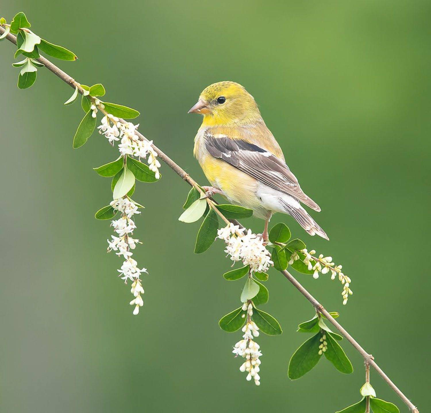 american goldfinch, американский чиж, чиж, весна, Etkind Elizabeth