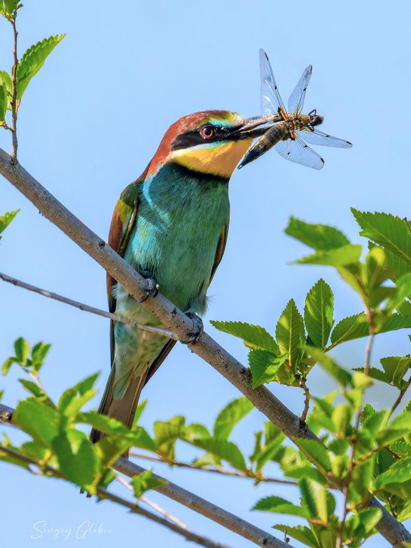 Щурка золотистая фото превью