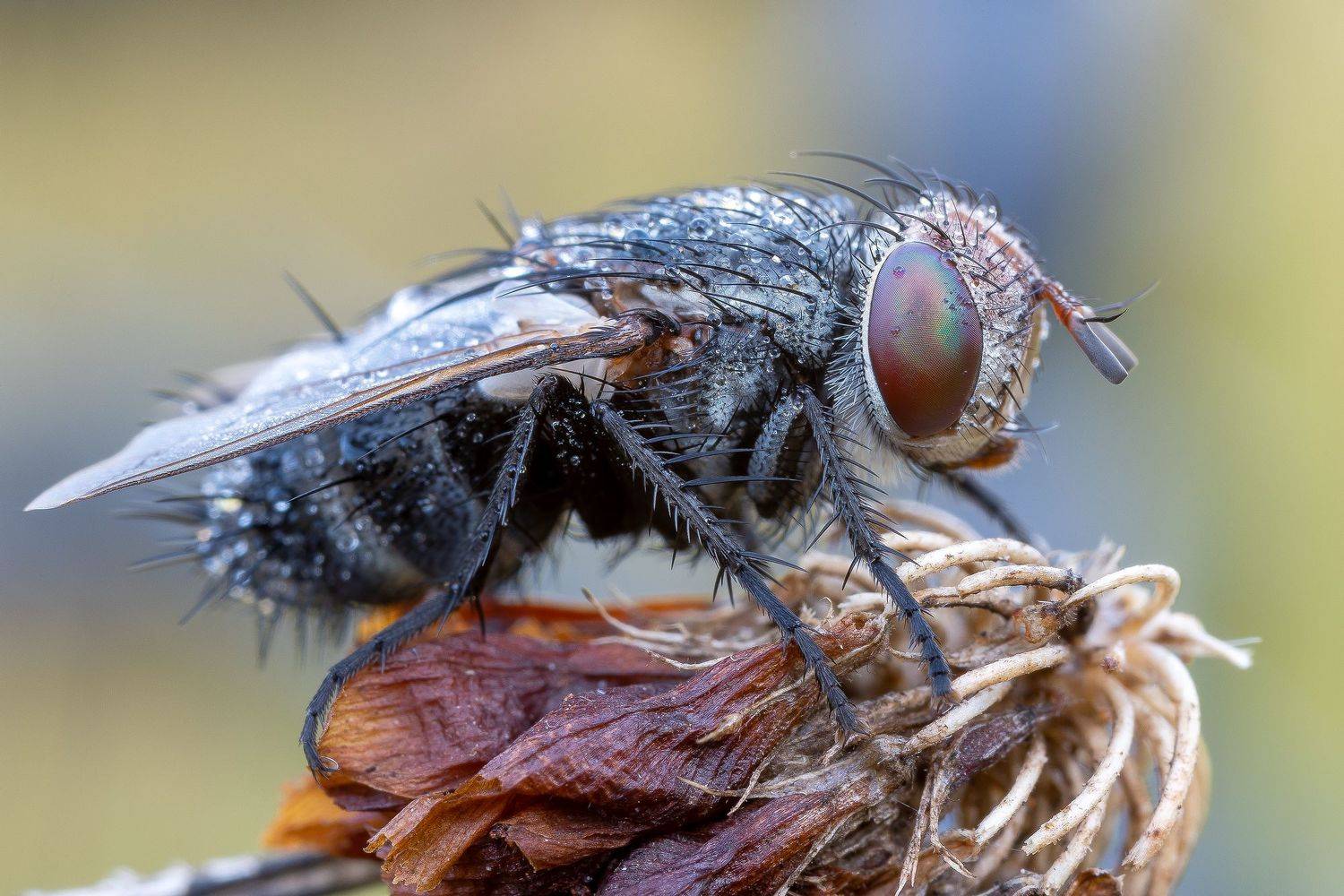 , Кузнецов Дмитрий