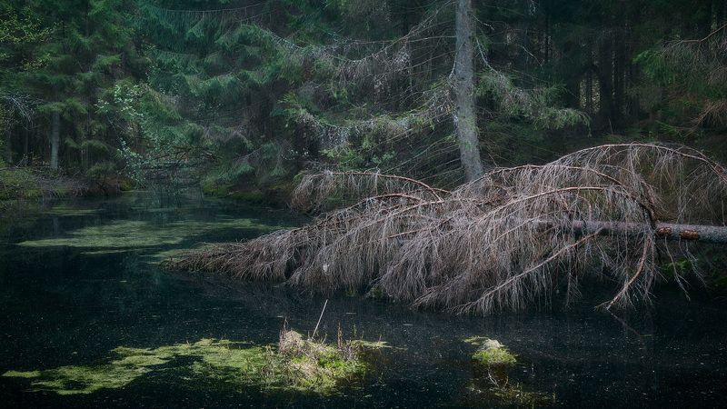лес, весна, деревья, пейзаж В весеннем лесу фото превью