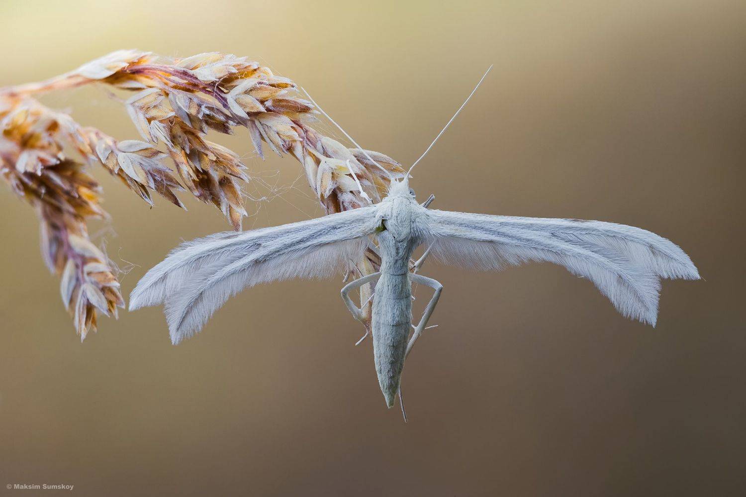 , Максим Сумской