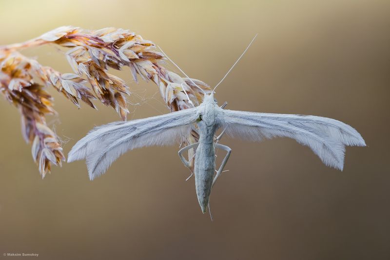 АНГЕЛ фото превью
