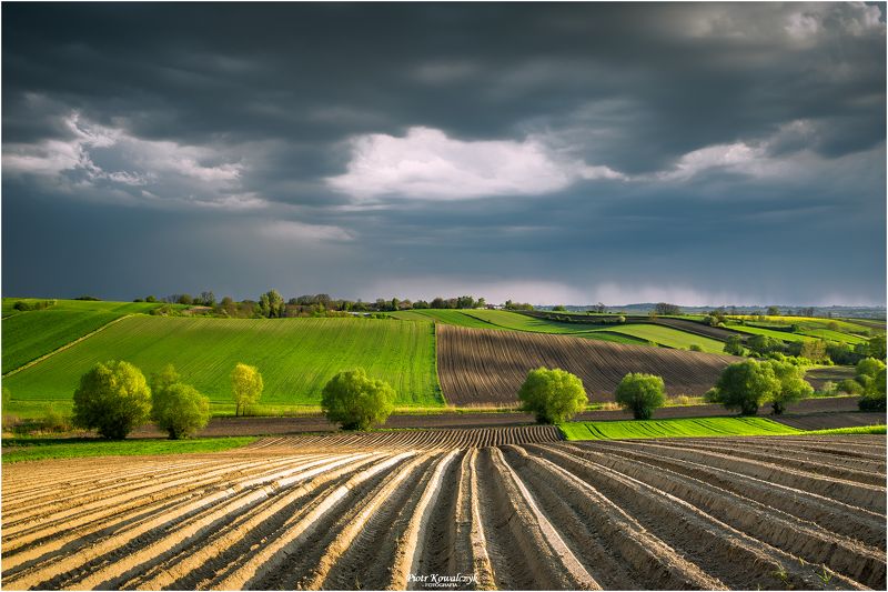 polska, pola, drzewa, ponidzie Ponidzie фото превью