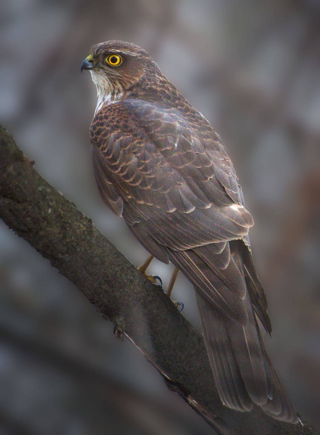 Птицы Москвы, фото птиц, лосиный остров, Никон Александр