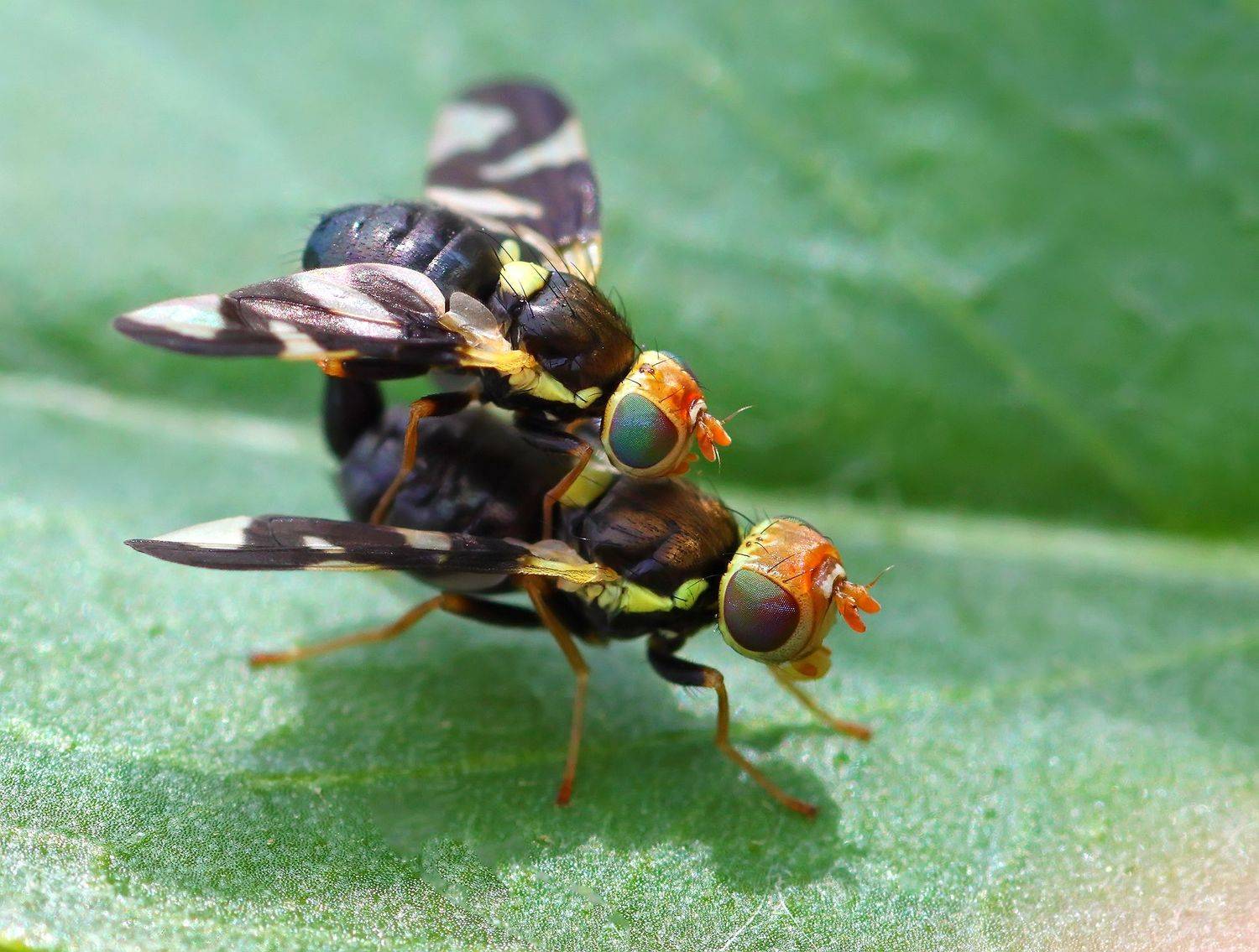 , Галина Горькавая