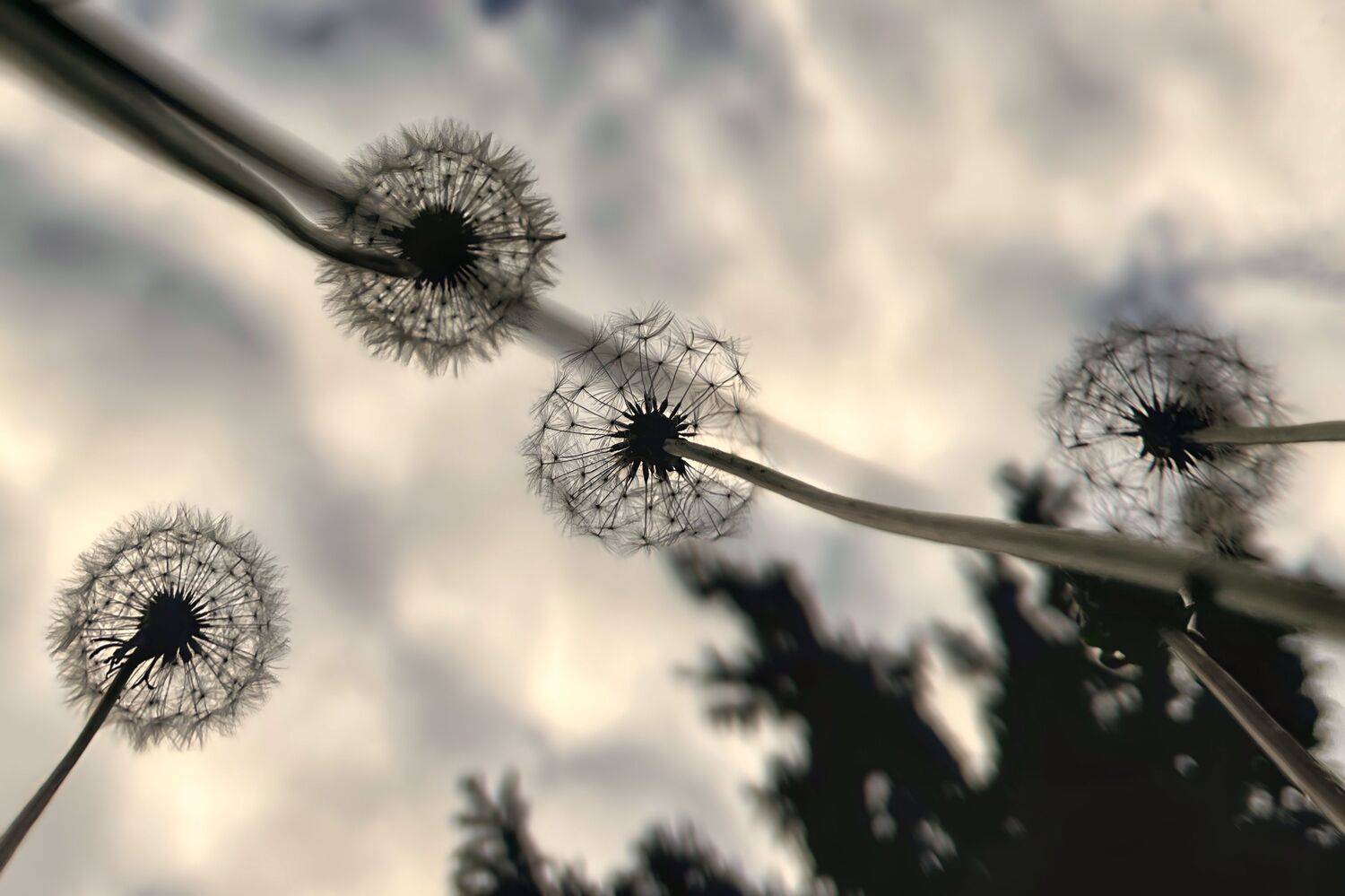 , Александр Шандов