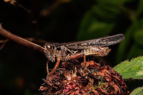 cricket