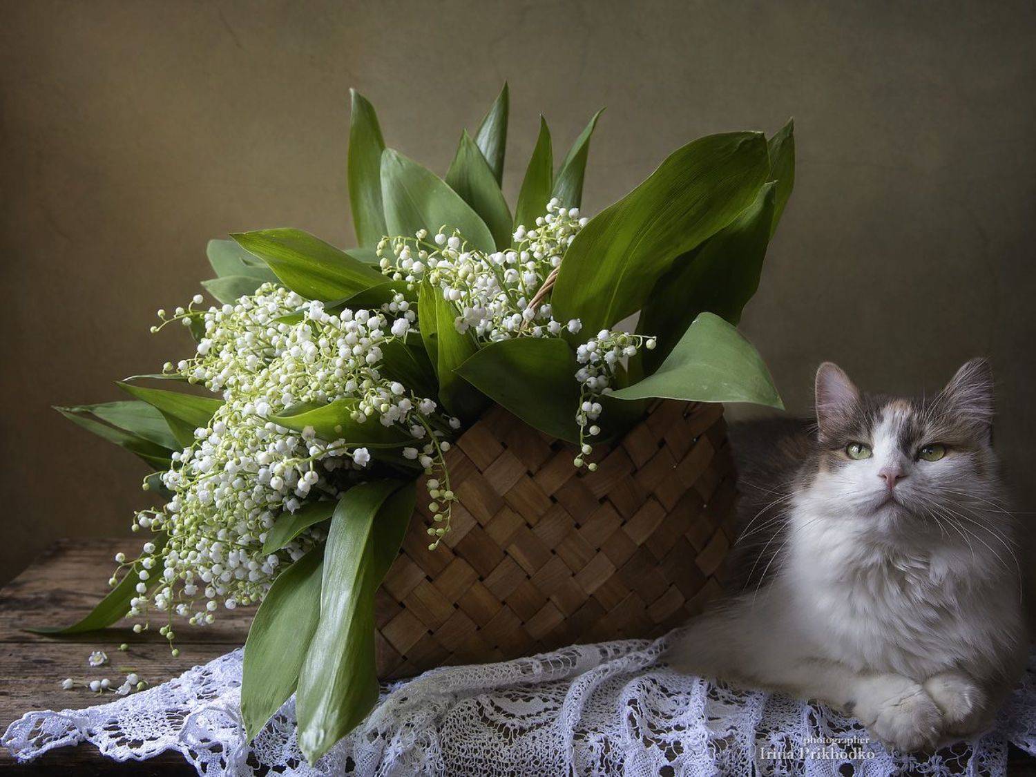 натюрморт, цветы, ландыши, букет, май, кошка, домашние питомцы, Приходько Ирина