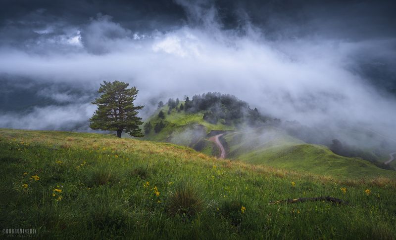ингушетия, эрзи, горы, кавказ, облака, тучи, дерево. На границе неба. фото превью