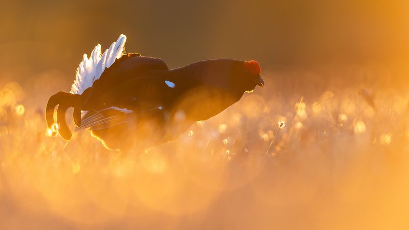 Тетерев в золоте рассвета. фото превью