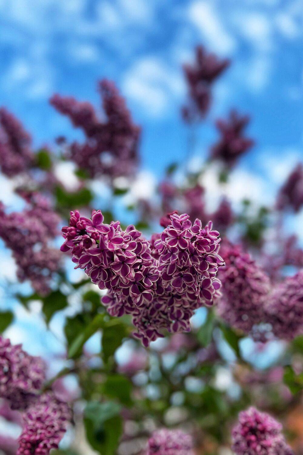 , Александр Шандов