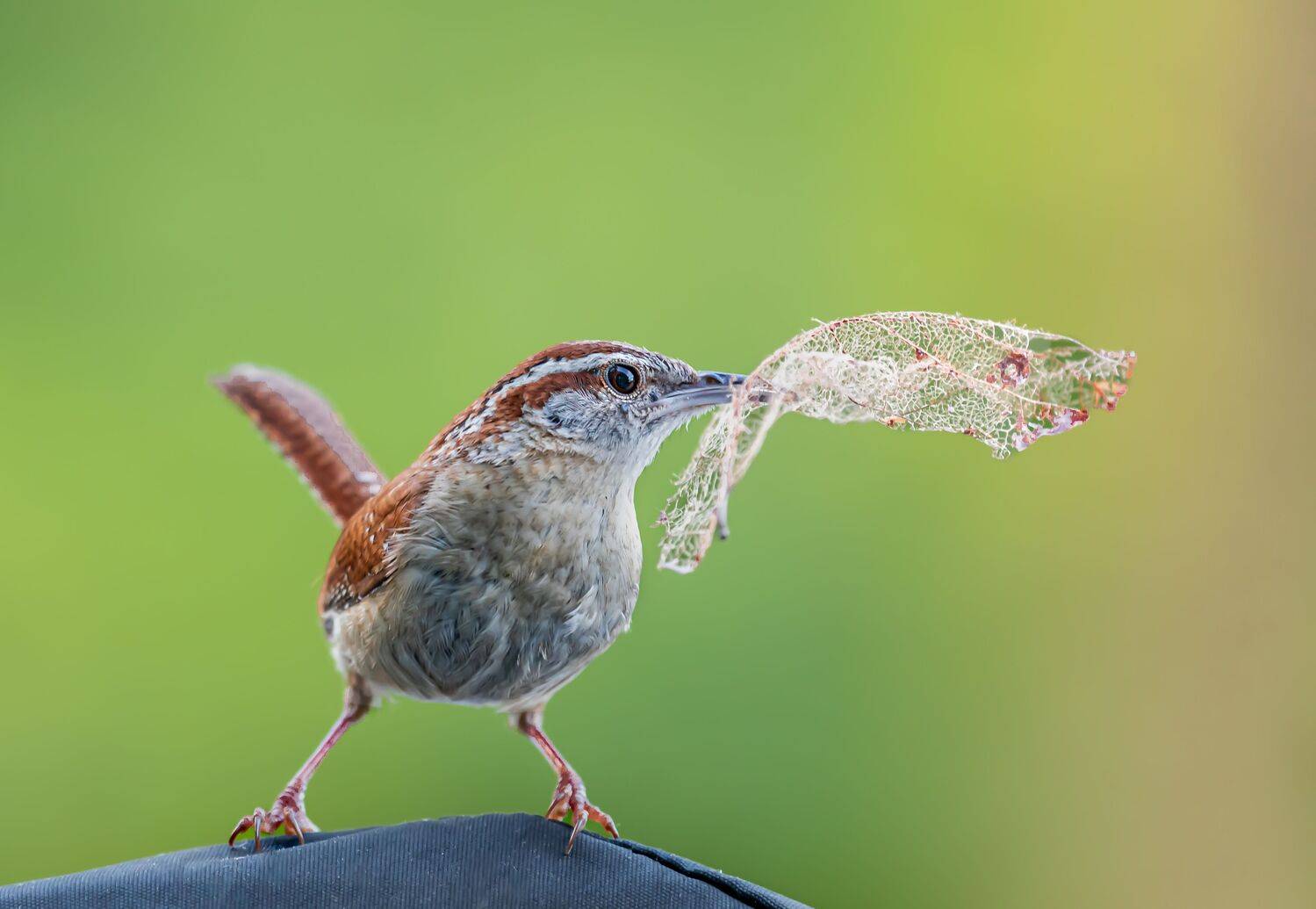 bird, songbird, mockingbird, songbirds, mockingbirds, nature, animals, wild, robin, sparrow, song sparrow, Atul Saluja