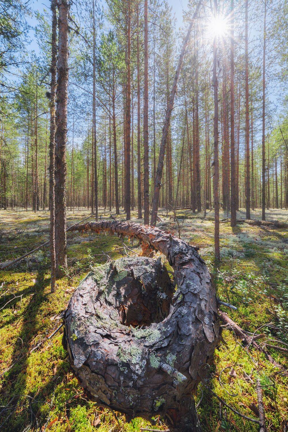 пейзаж, лес, бор, лето, sunrays, sun, woodland, landscape, forest, summer, sky, сосна, pine, солнце, коми, Чаланов Иван